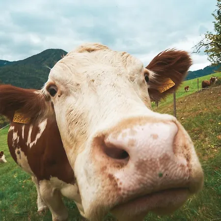 Weiberle Hochschwab Dom wakacyjny *