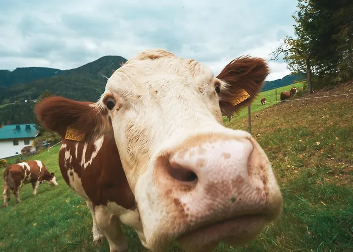 Weiberle Hochschwab Ferienhaus *